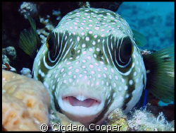 White spotted puffer fish. Taken at Shark's Bay by Cigdem Cooper 